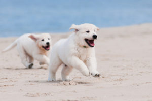 puppies on the beach