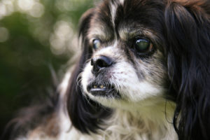 Many senior dogs end up with hearing and/or sight loss