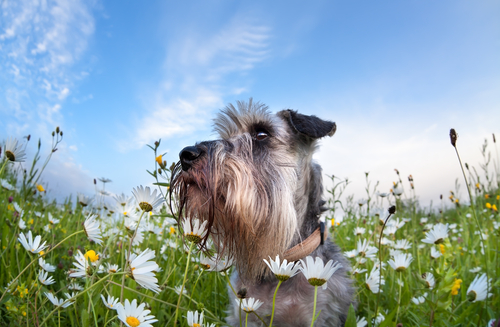 top-5-environmental-allergens-for-dogs-you-ll-never-believe-4