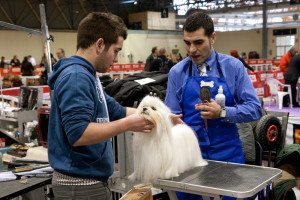 Talking to professional groomers at shows is a great way to learn