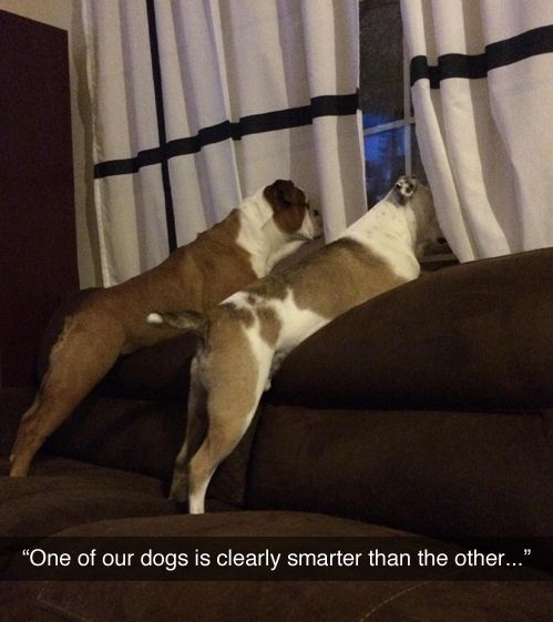 One dog is smarter than the other!
