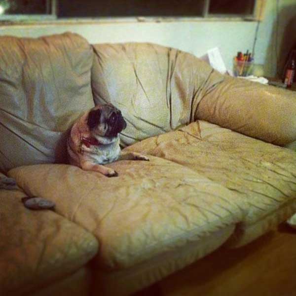 "I was just trying to sleep but the couch swallowed me. "