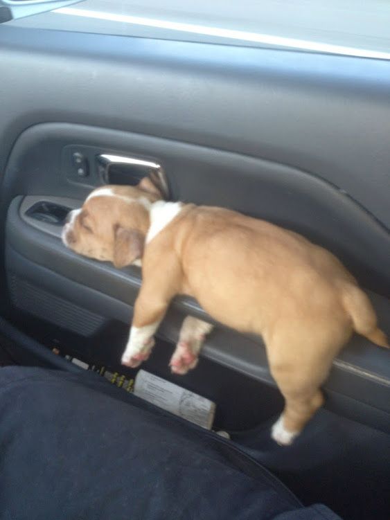 Awww...this puppy sleeps wherever he wants. I hope he feels comfy though..