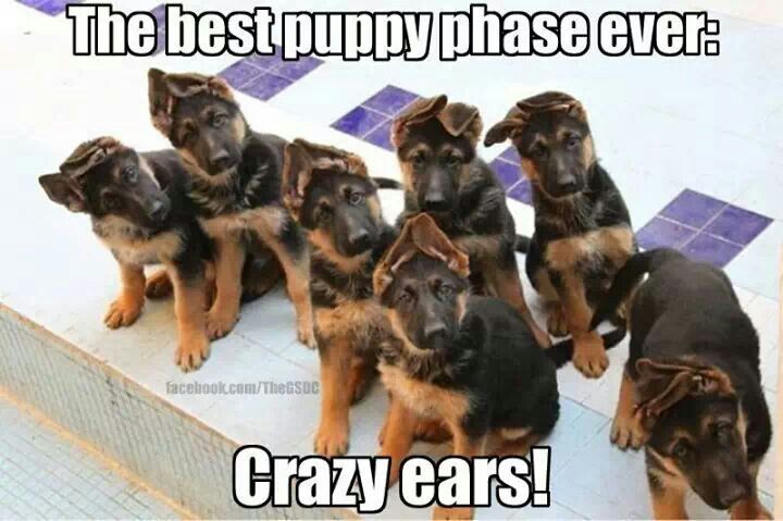 Don't you just love those  cute crazy ears?