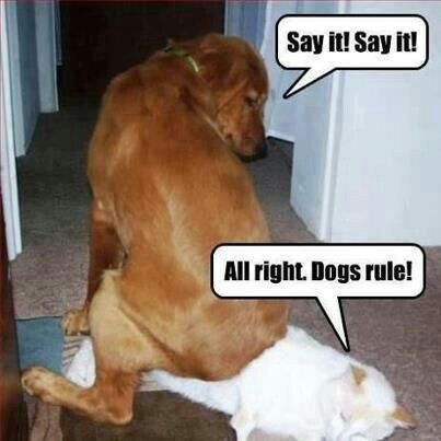 Dogs rule and cats drool! 