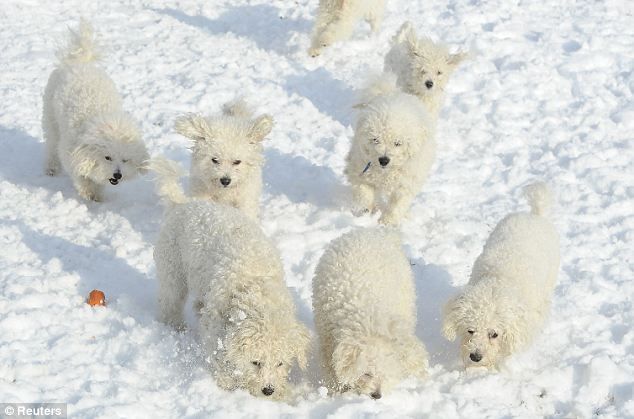 Look closer! These puppies are hard to see in the snow! 