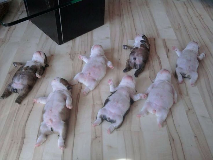 Just  look at those  puppy bellies! 