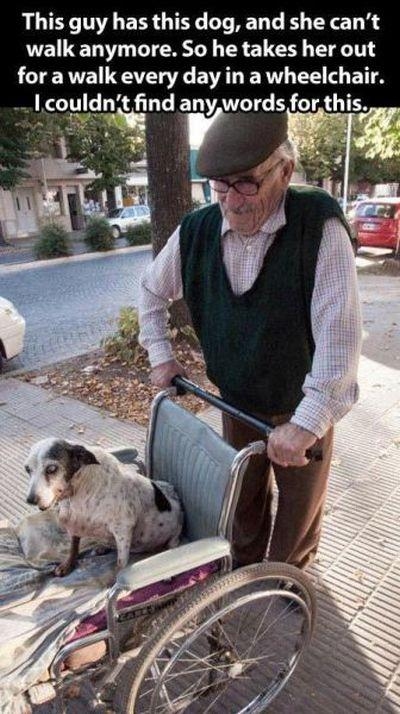 This man's dog can't walk anymore. So he puts the dog on a wheelchair to take her out. 