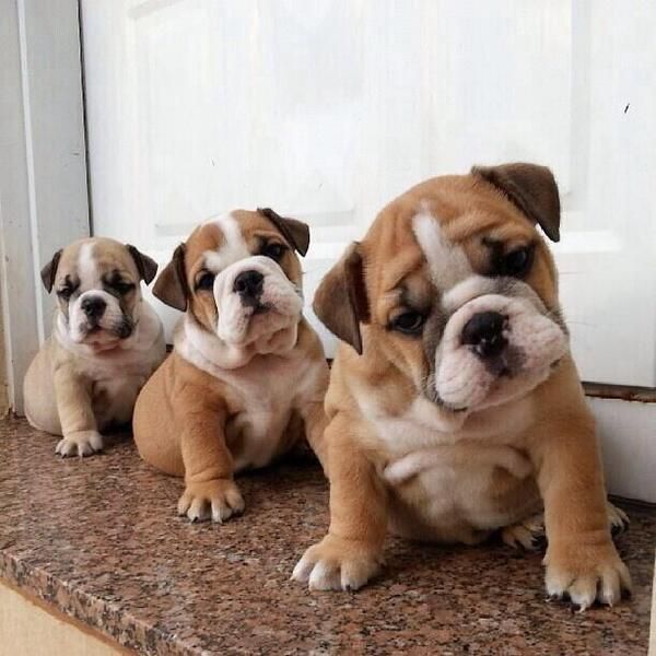 Line up, tilt your heads, and look  cute! 