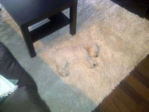 This doggy blends in too much you can barely see him!