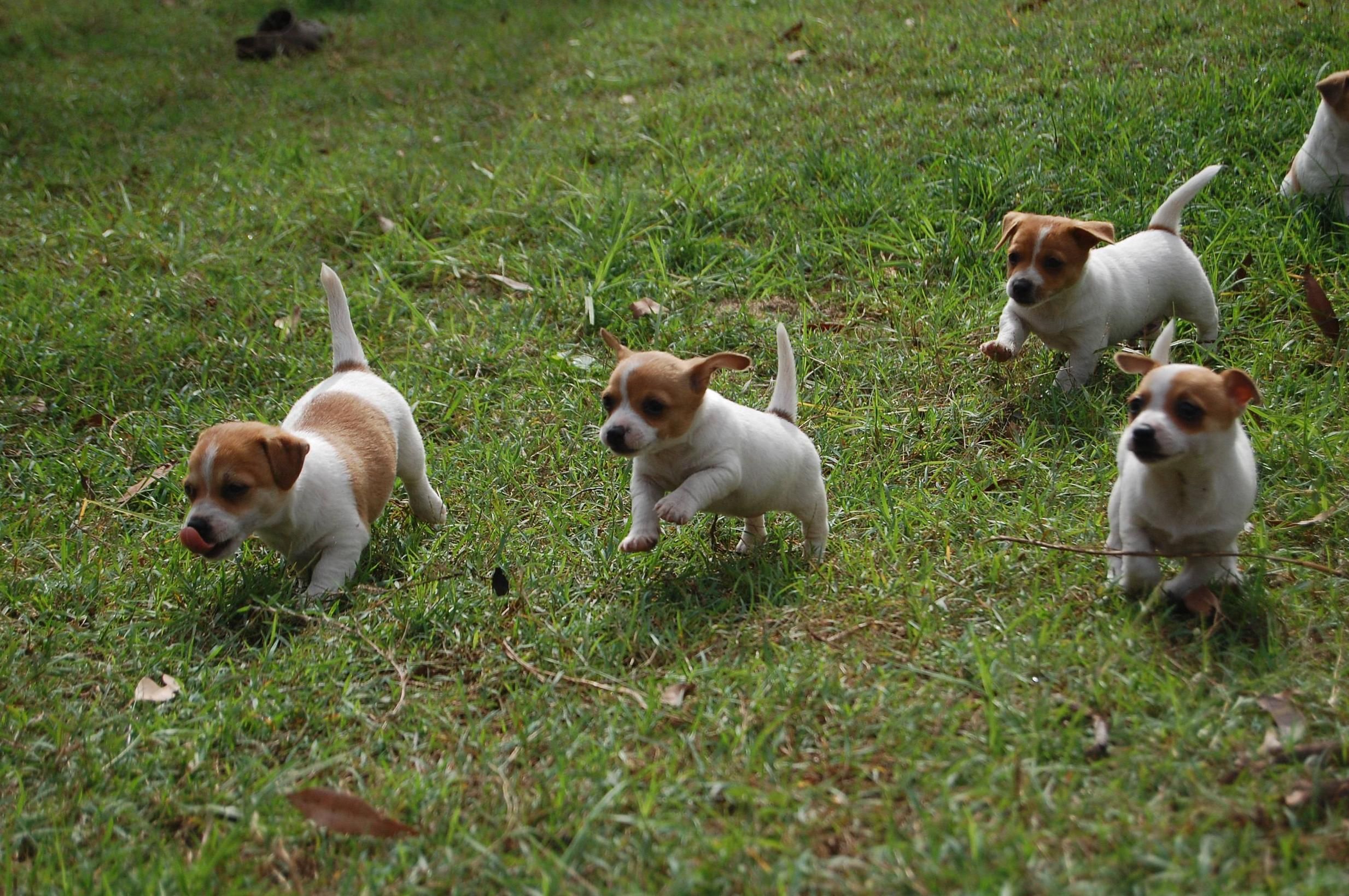 Run puppies, run!! 