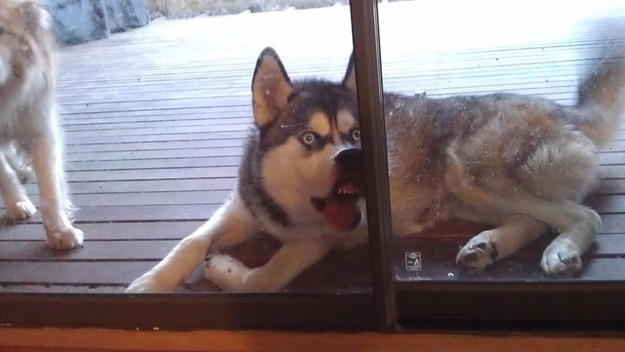 "Can anybody open the door for me please?"