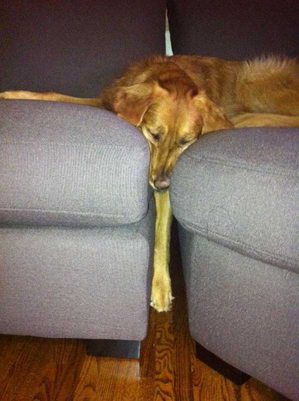Awww..the poor doggy is just trying to sleep.