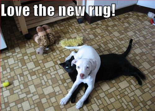 That's not a rug, sweetie. That's a cat. 