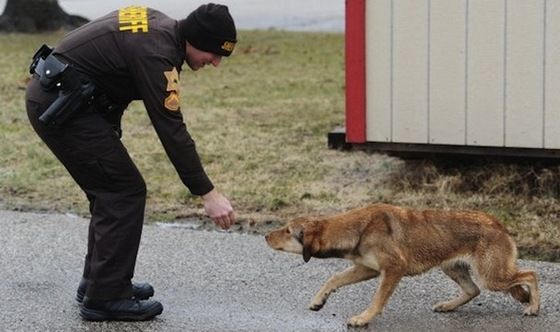 This  cop is saving this stray dog from the freezing cold..