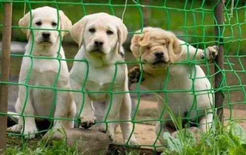 ...and there's always that one puppy..the rebel of the group! Keep an eye on that one! 