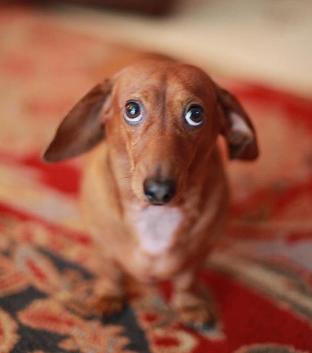 8 Dogs Apologizing With Their Eyes. How Can You Not Forgive Them ...
