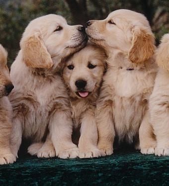 Sweet puppy kiss! 