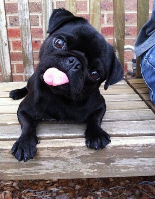 The head tilt plus a cute tongue! Just adorable!