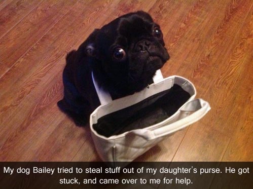 ...or maybe he'll get his head stuck trying to steal your purse! LOL! 