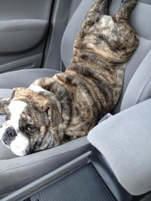 "I don't care. I'm riding the car like this!"