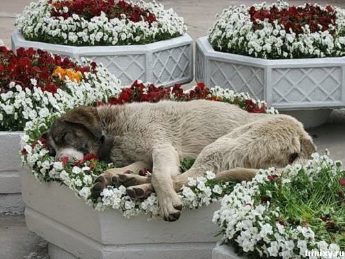 Flowerbeds..they look so comfy!