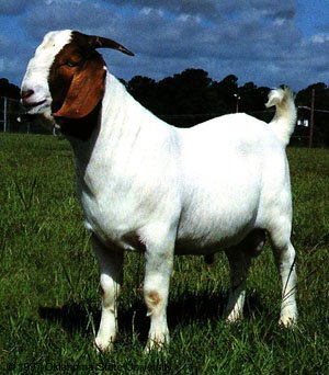 21-goat
