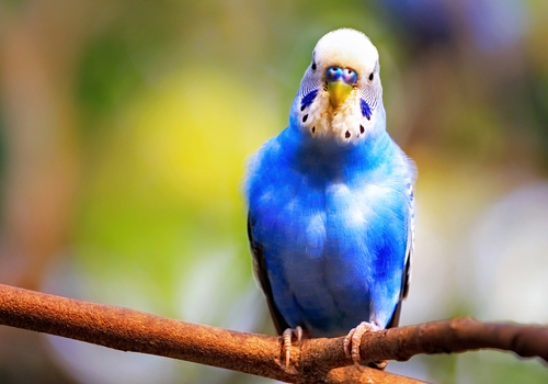 4-blueparakeet