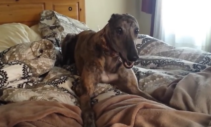 When They Told The Dog To Get Off The Bed, They Didn’t Expect THIS!