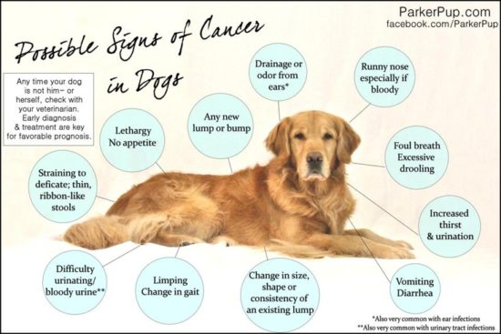 11 Possible Signs of Cancer In Your Dog