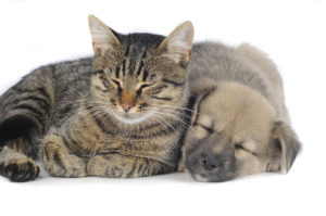 Introducing your puppy to cats early can make it easier for them to learn the rules about interacting with him
