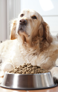 As they age, your dog may act hungrier due to health issues.