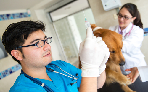Annual Vaccines For Dogs Are They Really Necessary 