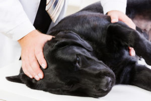 Massage can help wake a dog up from anethesia