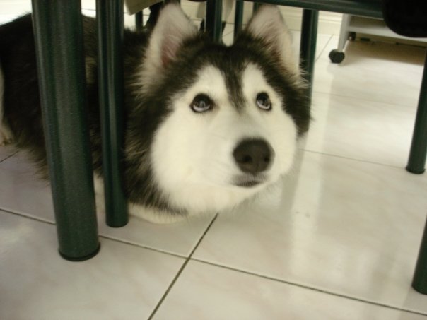 This is Tally, the Husky who was raised by cats. 