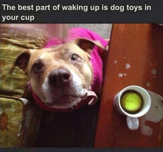 That's one unique way to say 'Good Morning!' 