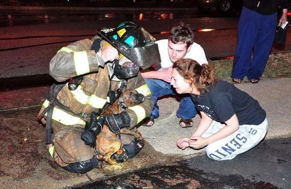 Firemen are heroes for both humans and animals. 