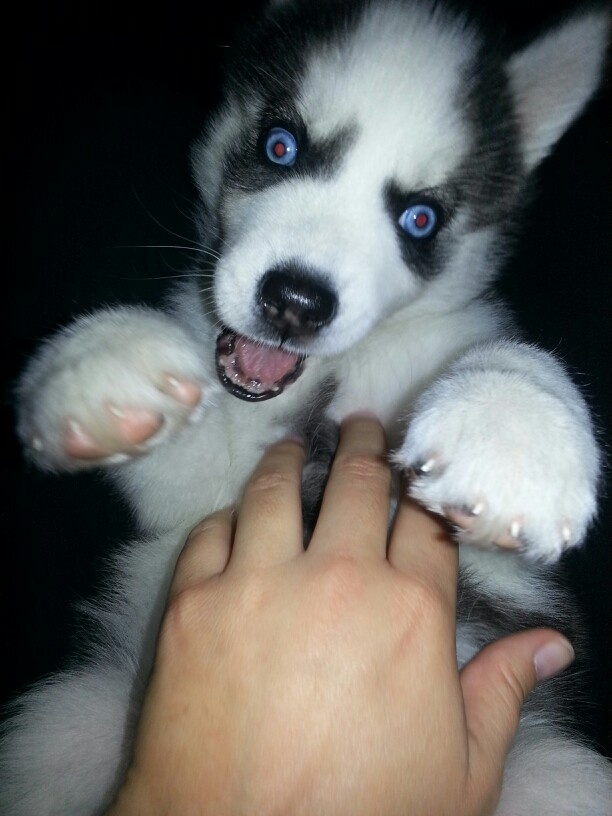 Zombie Husky puppy is here to get you!