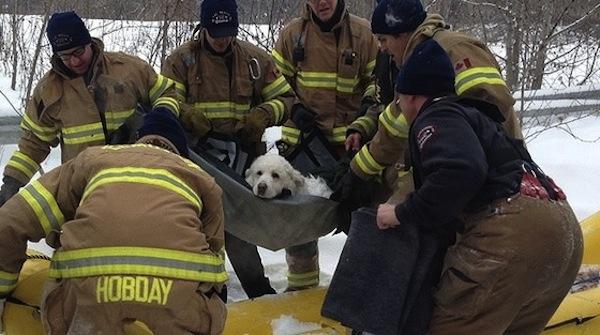 I'm sure this doggy is so thankful that all these firemen came to help him. 