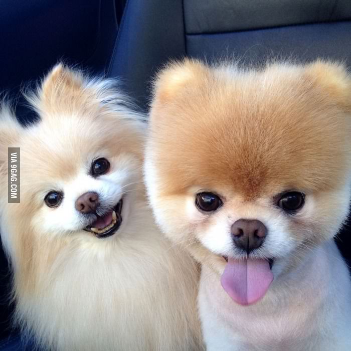 Aww...aren't these doggies beautiful? Love the smiles! 