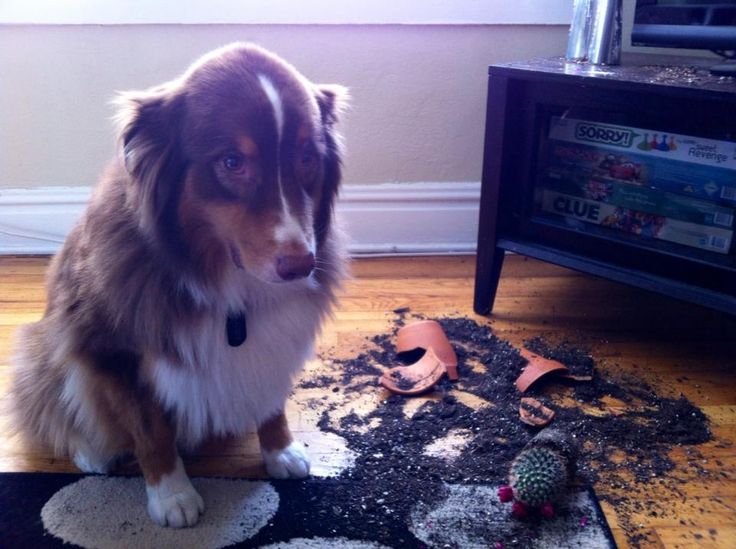 He looks sorry. I'd surely accept this doggy's apology.