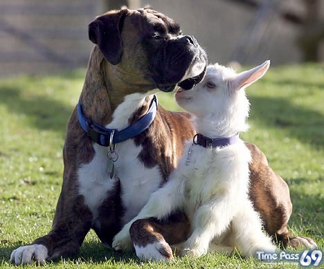 A boxer and a kid! Just adorable! 