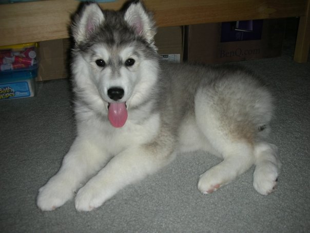 She has not a pure Husky. She's part malamute, and maybe a lil bit of something else. 