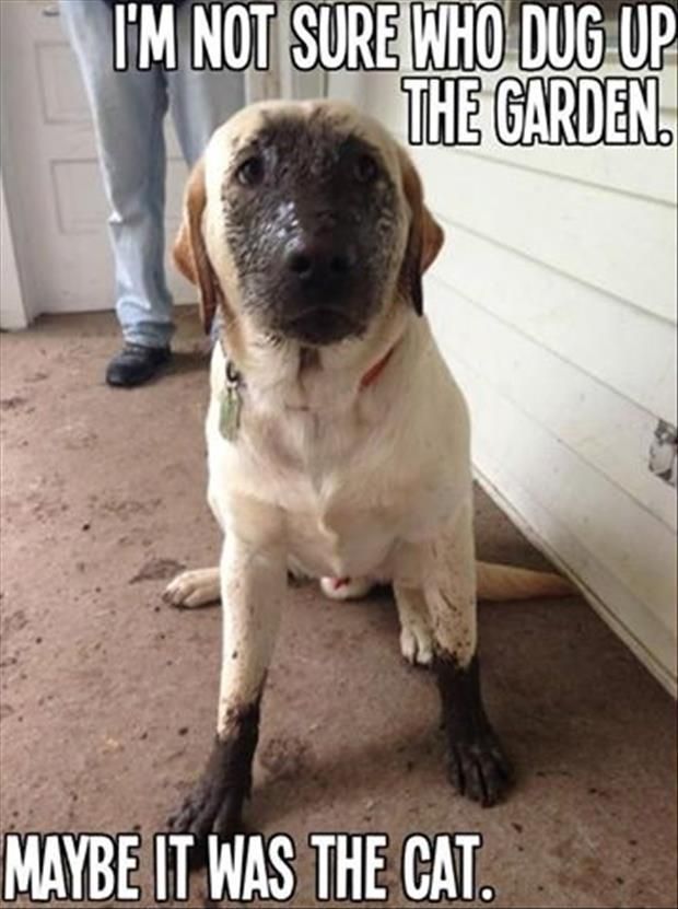 LOL! Who can get mad at that muddy face? 