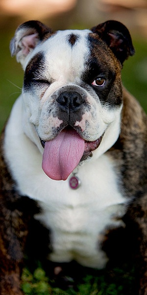 What do you think of this doggy's wink? 