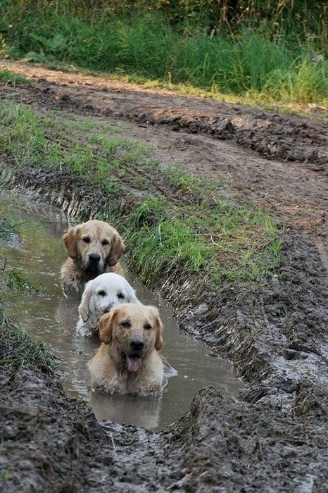Come on friends, let's relax in my mud tub! 