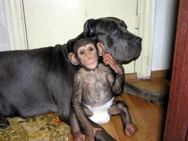 Who knew a dog and a monkey can get along well. 
