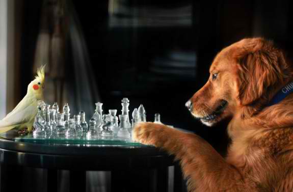 A bird and a dog playing chess! Amazing photo!