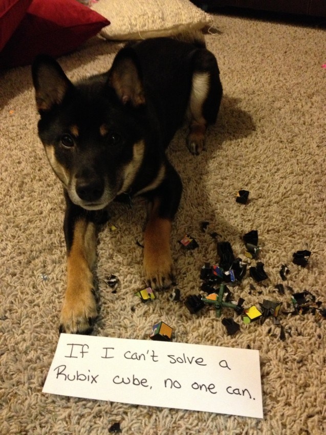 I bet he couldn't solve the Rubix cube so he tore it to pieces! LOL! 