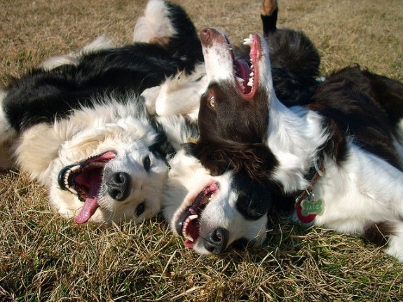 Their happy faces make you smile! 